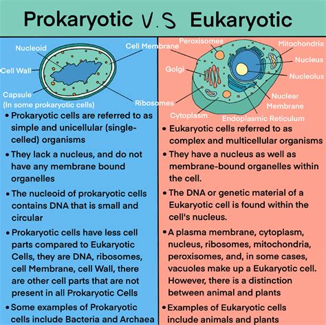 There are two main types of cells, prokaryotes and eukaryotes. Prokaryotes are cells that lack a nucleus and membrane-bound organelles. They have a more simple structure and include bacteria and ...